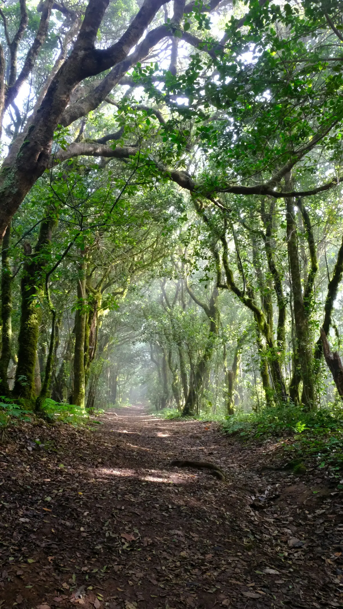 Lorbeerwald im Anaga-Gebirge auf Teneriffa