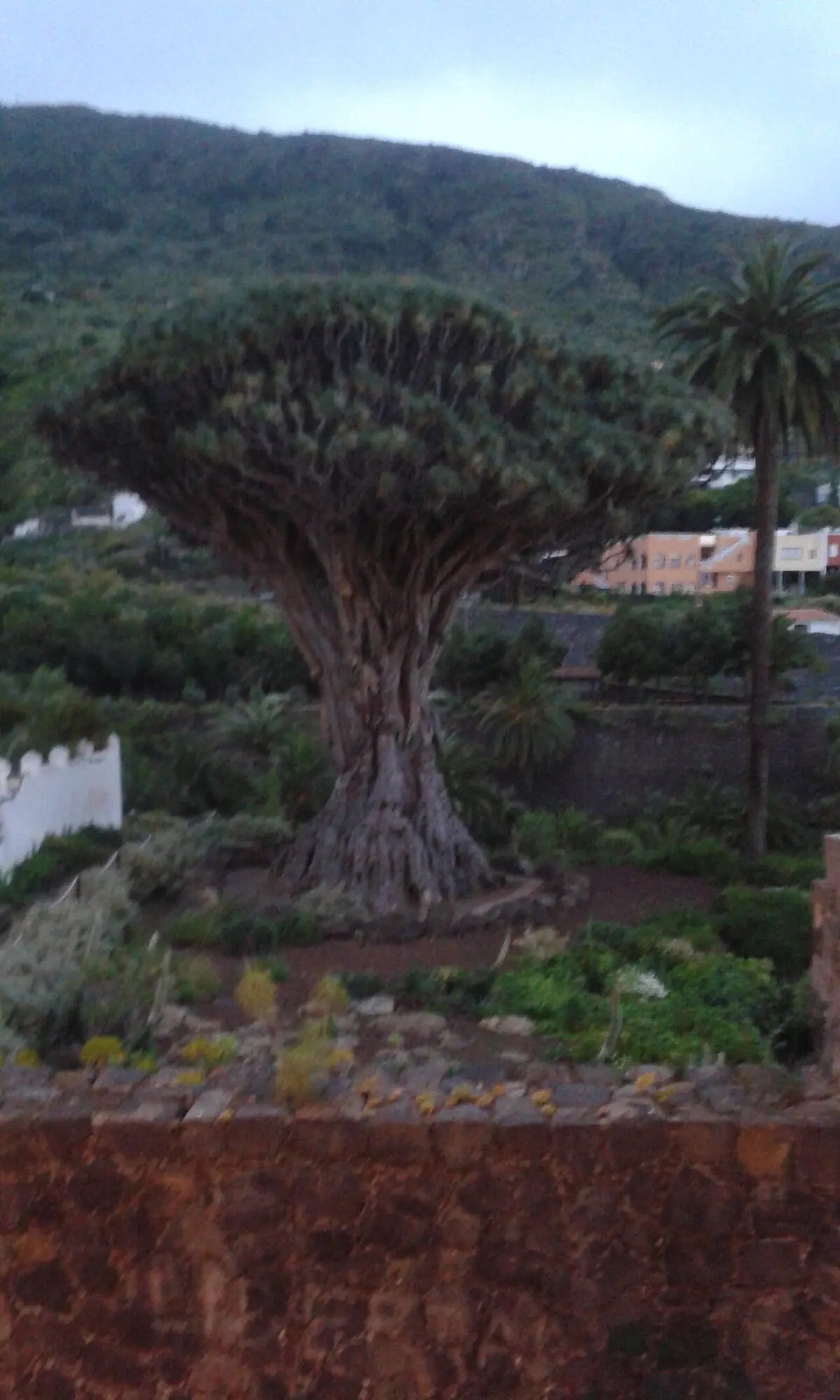 Drago Milenario in Icod de los Vinos auf Teneriffa