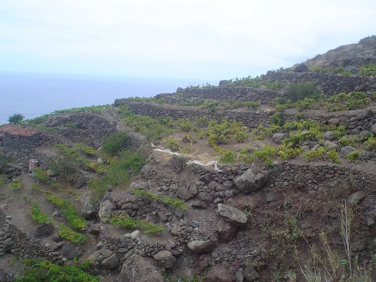 Weinberge an den Hängen von Taganana auf Teneriffa